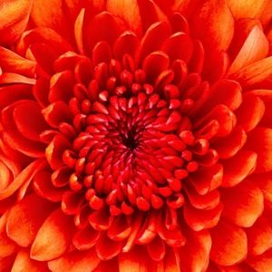 Meet your Posher, Vanesa